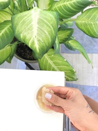 a person holding a piece of gum on a table next to a plant